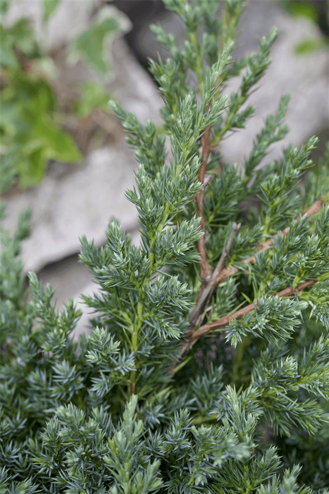 Juniperus procumbens 'Nana' - Gartenglueck und Bluetenkunst - DerGartenMarkt.de - Pflanzen > Gartenpflanzen > Koniferen - DerGartenmarkt.de shop.dergartenmarkt.de