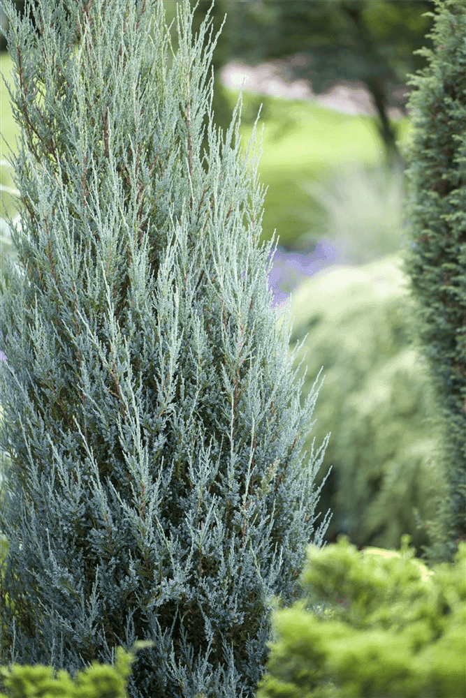 Juniperus scopulorum 'Blue Arrow' - Gartenglueck und Bluetenkunst - DerGartenMarkt.de - Pflanzen > Gartenpflanzen > Koniferen - DerGartenmarkt.de shop.dergartenmarkt.de