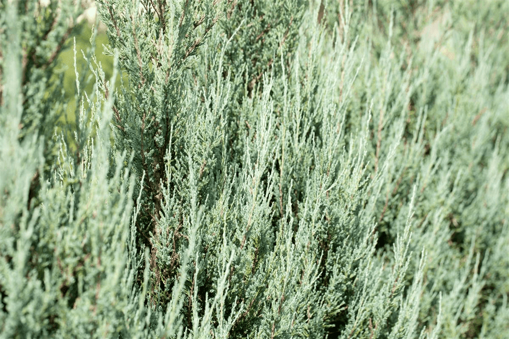 Juniperus scopulorum 'Blue Arrow' - Gartenglueck und Bluetenkunst - DerGartenMarkt.de - Pflanzen > Gartenpflanzen > Koniferen - DerGartenmarkt.de shop.dergartenmarkt.de