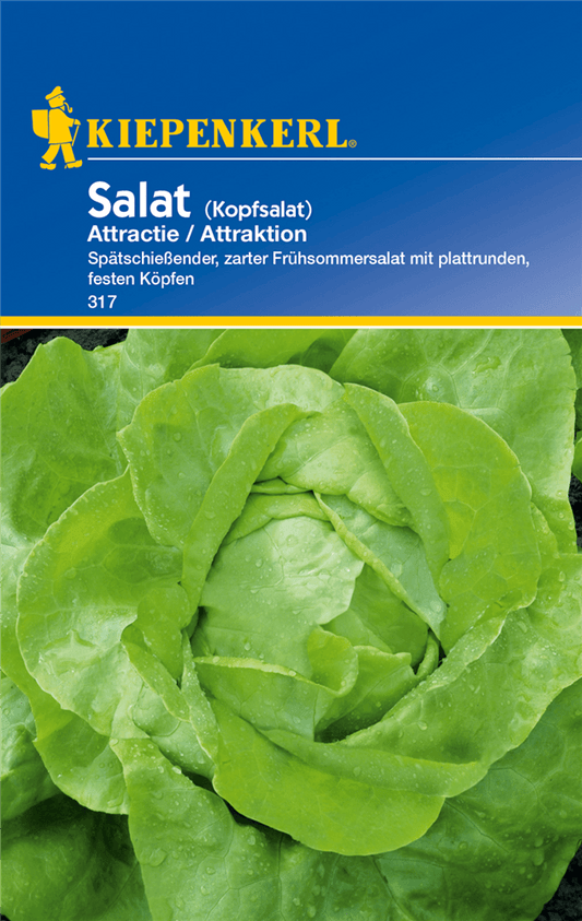 Kopfsalat 'Attraktion' - Kiepenkerl - Pflanzen > Saatgut > Gemüsesamen > Salatsamen - DerGartenmarkt.de shop.dergartenmarkt.de