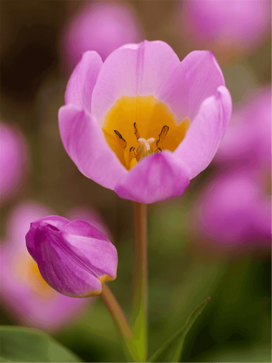 Kretische Wildtulpe 'Lilac Wonder' - 10 Blumenzwiebeln - Blumen Eber - Pflanzen > Blumenzwiebeln > Tulpen - DerGartenmarkt.de shop.dergartenmarkt.de