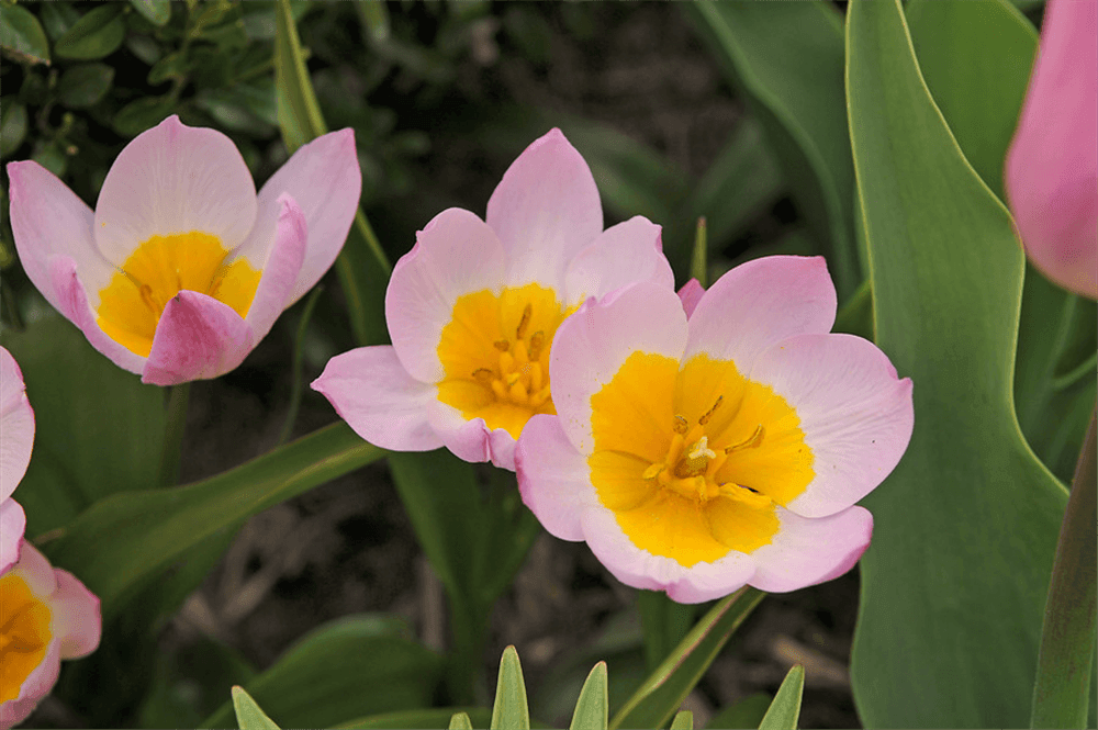Kretische Wildtulpe 'Lilac Wonder' - 10 Blumenzwiebeln - Blumen Eber - Pflanzen > Blumenzwiebeln > Tulpen - DerGartenmarkt.de shop.dergartenmarkt.de