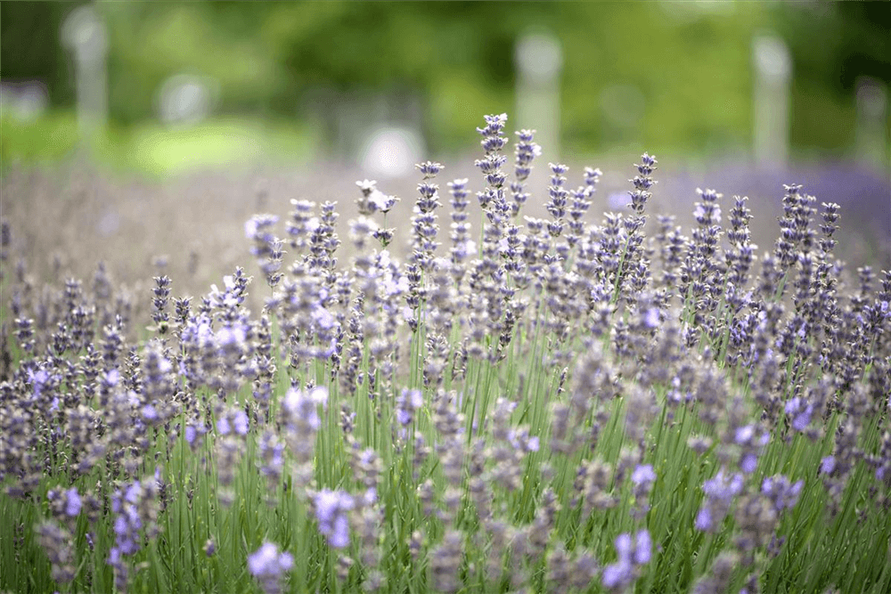 Lavendel - Gartenglueck und Bluetenkunst - DerGartenMarkt.de - Pflanzen > Gartenpflanzen > Stauden - DerGartenmarkt.de shop.dergartenmarkt.de