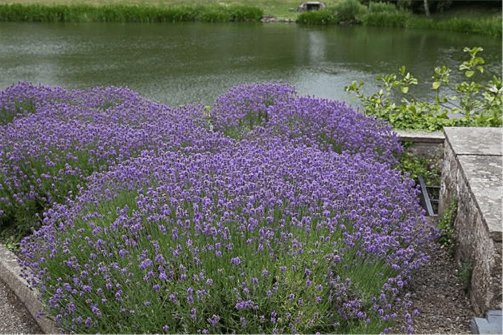 Lavendel - Gartenglueck und Bluetenkunst - DerGartenMarkt.de - Pflanzen > Gartenpflanzen > Stauden - DerGartenmarkt.de shop.dergartenmarkt.de