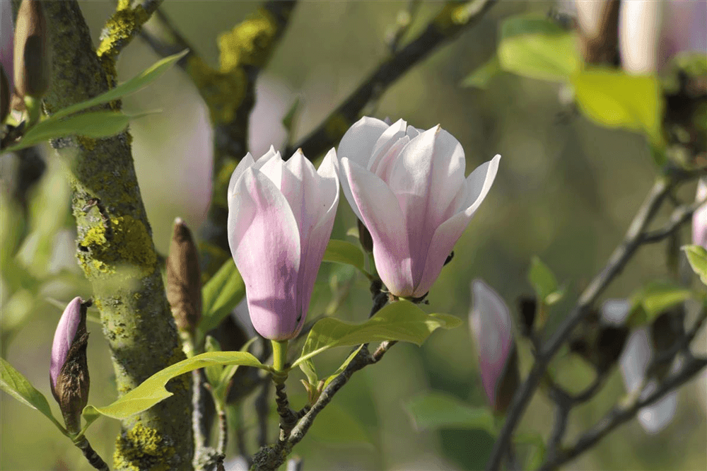 Magnolia soulangiana 'Heaven Scent' - Gartenglueck und Bluetenkunst - DerGartenMarkt.de - Pflanzen > Gartenpflanzen > Laubgehölze - DerGartenmarkt.de shop.dergartenmarkt.de