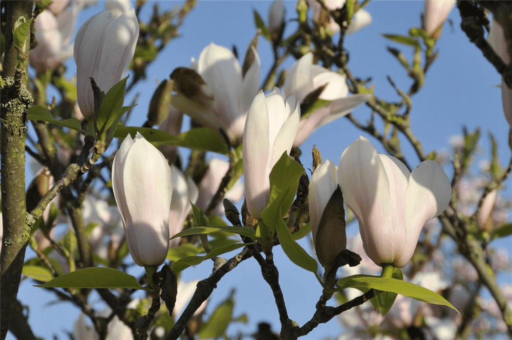 Magnolia soulangiana 'Heaven Scent' - Gartenglueck und Bluetenkunst - DerGartenMarkt.de - Pflanzen > Gartenpflanzen > Laubgehölze - DerGartenmarkt.de shop.dergartenmarkt.de