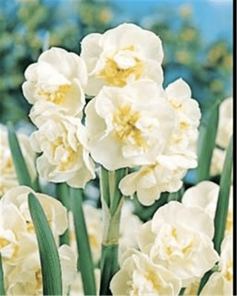 Narzisse 'Bridal Crown' - Blumen Eber - Pflanzen > Balkonpflanzen & Kübelpflanzen > Frühjahrsblumen - DerGartenmarkt.de shop.dergartenmarkt.de