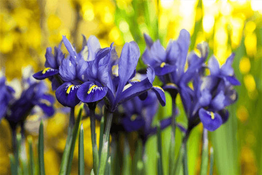 Netz-Schwertlilie 'Harmony' - 10 Blumenzwiebeln - Blumen Eber - Pflanzen > Blumenzwiebeln > Iris - DerGartenmarkt.de shop.dergartenmarkt.de