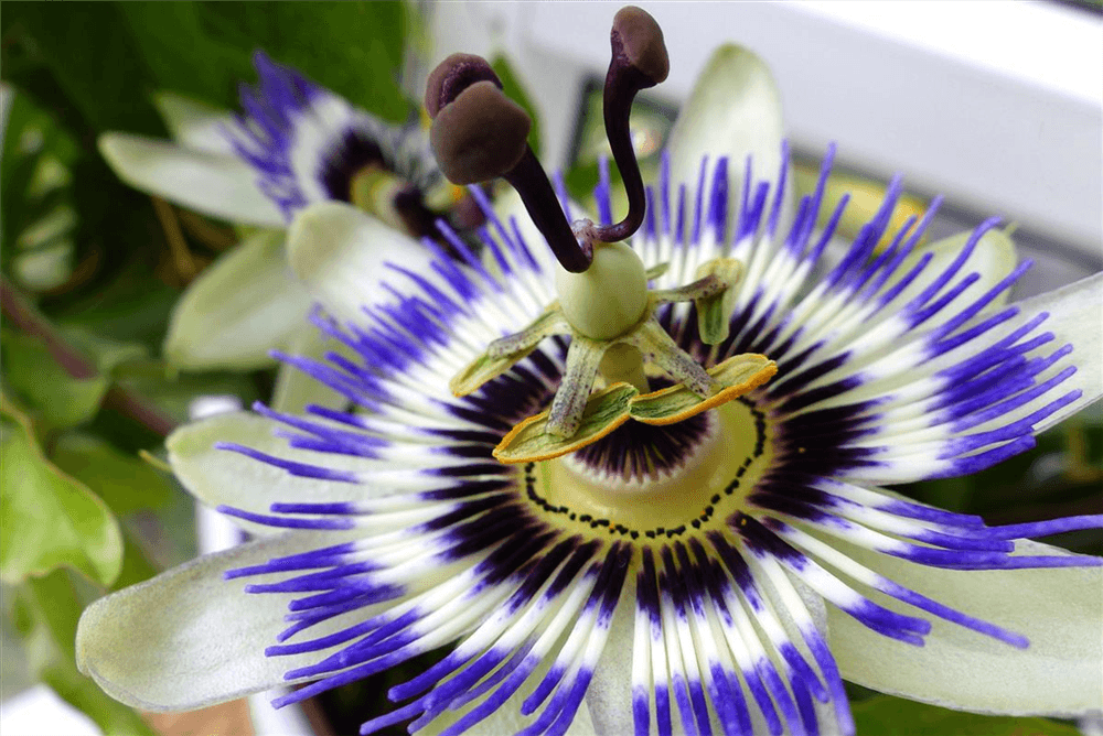 Passiflora caerulea 'Purple Haze' - Gartenglueck und Bluetenkunst - DerGartenMarkt.de - Pflanzen > Gartenpflanzen > Kletterpflanzen - DerGartenmarkt.de shop.dergartenmarkt.de