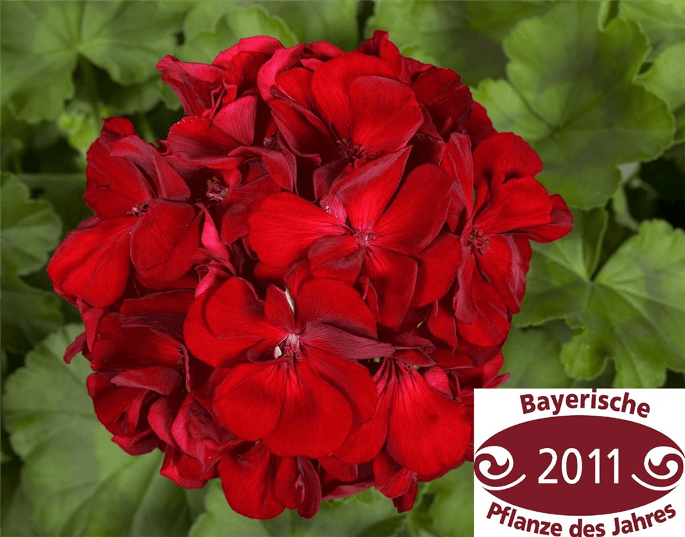 Pelargonie Calliope® 'Dark Red' - Blumen Eber - Pflanzen > Balkonpflanzen & Kübelpflanzen > Sommerblumen - DerGartenmarkt.de shop.dergartenmarkt.de