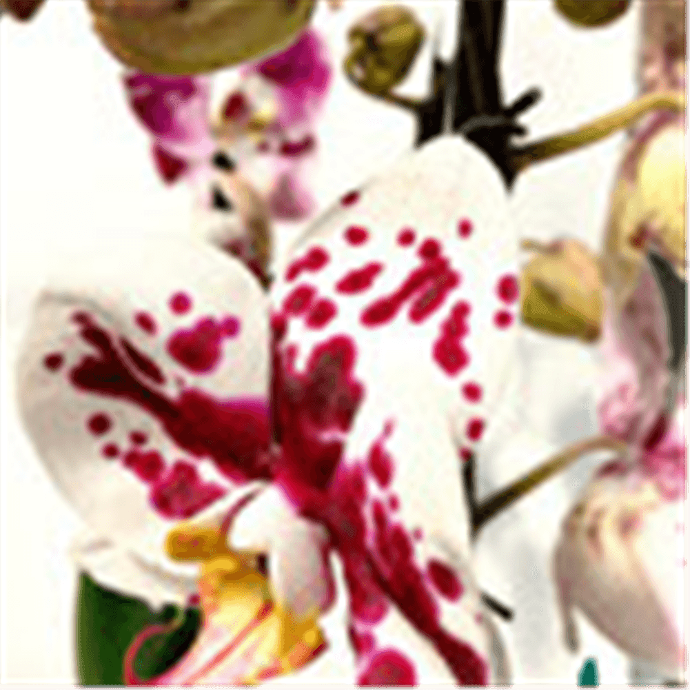 Phalaenopsis Art Noveau - Gartenglueck und Bluetenkunst - DerGartenMarkt.de - Pflanzen > Zimmerpflanzen > Orchideen - DerGartenmarkt.de shop.dergartenmarkt.de