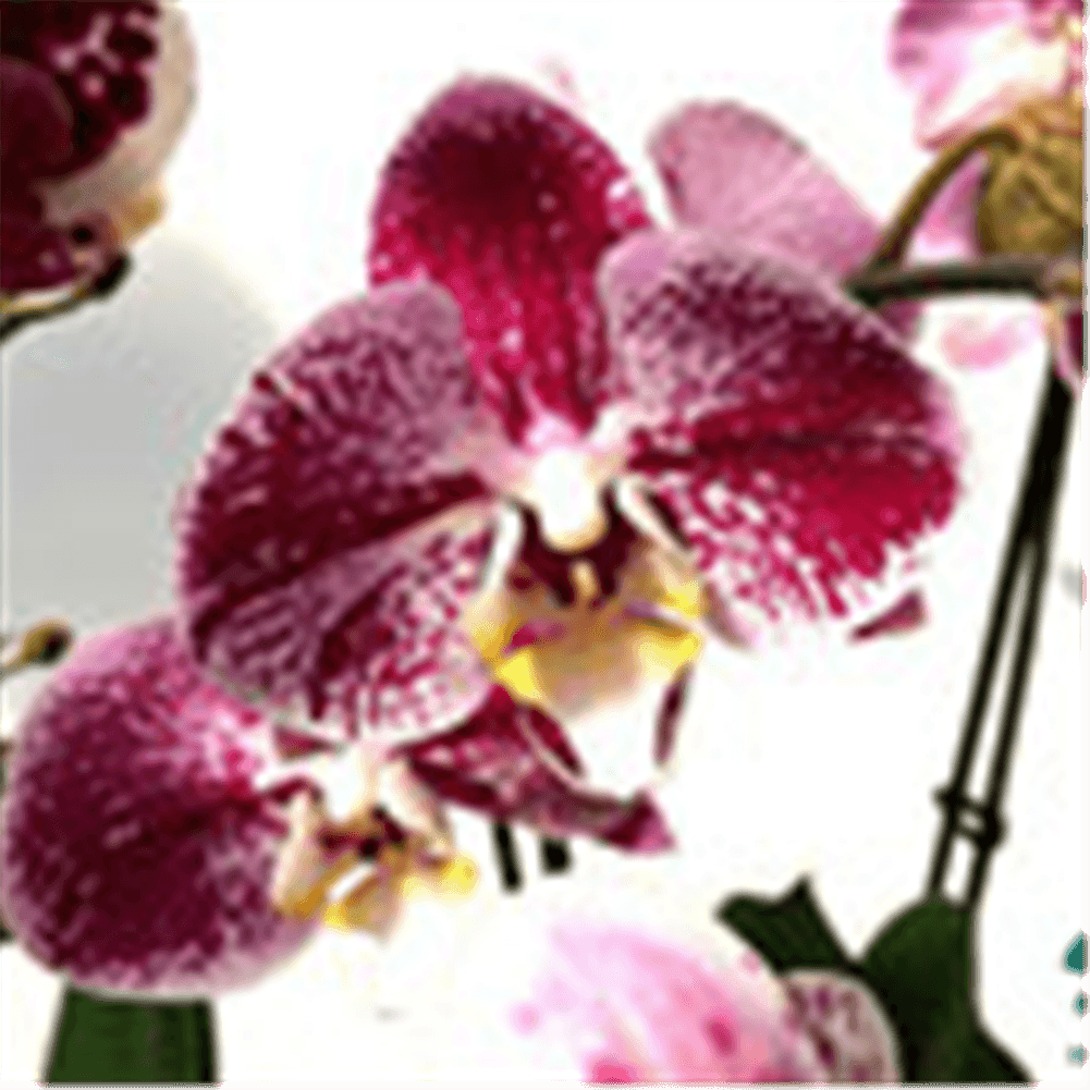 Phalaenopsis Art Noveau - Gartenglueck und Bluetenkunst - DerGartenMarkt.de - Pflanzen > Zimmerpflanzen > Orchideen - DerGartenmarkt.de shop.dergartenmarkt.de