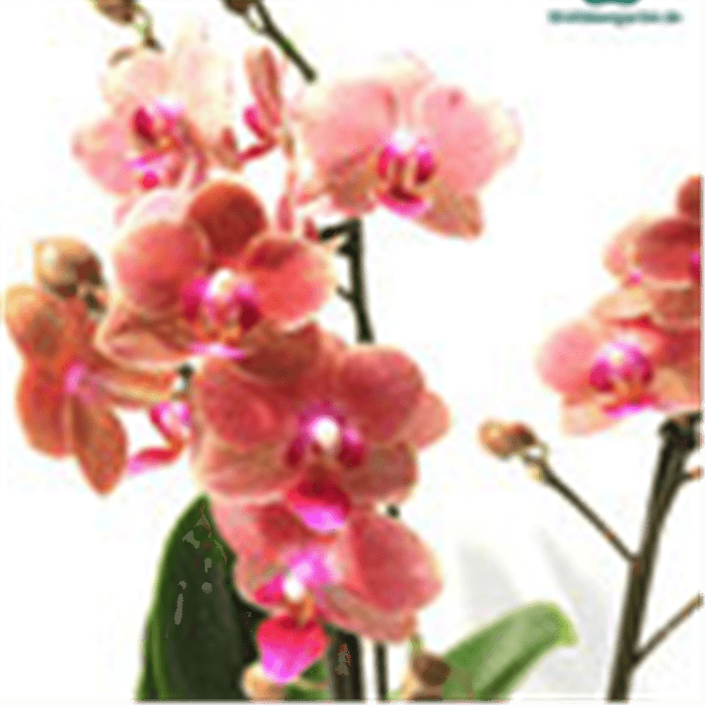 Phalaenopsis Hybride creme/lachs Überraschungsmix - Gartenglueck und Bluetenkunst - DerGartenMarkt.de - Pflanzen > Zimmerpflanzen > Orchideen - DerGartenmarkt.de shop.dergartenmarkt.de