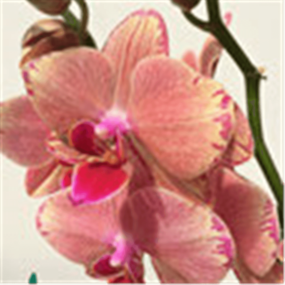 Phalaenopsis Hybride creme/lachs Überraschungsmix - Gartenglueck und Bluetenkunst - DerGartenMarkt.de - Pflanzen > Zimmerpflanzen > Orchideen - DerGartenmarkt.de shop.dergartenmarkt.de