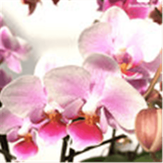 Phalaenopsis Hybride Überraschungsmix rosa - pink - lila - Gartenglueck und Bluetenkunst - DerGartenMarkt.de - Pflanzen > Zimmerpflanzen > Orchideen - DerGartenmarkt.de shop.dergartenmarkt.de