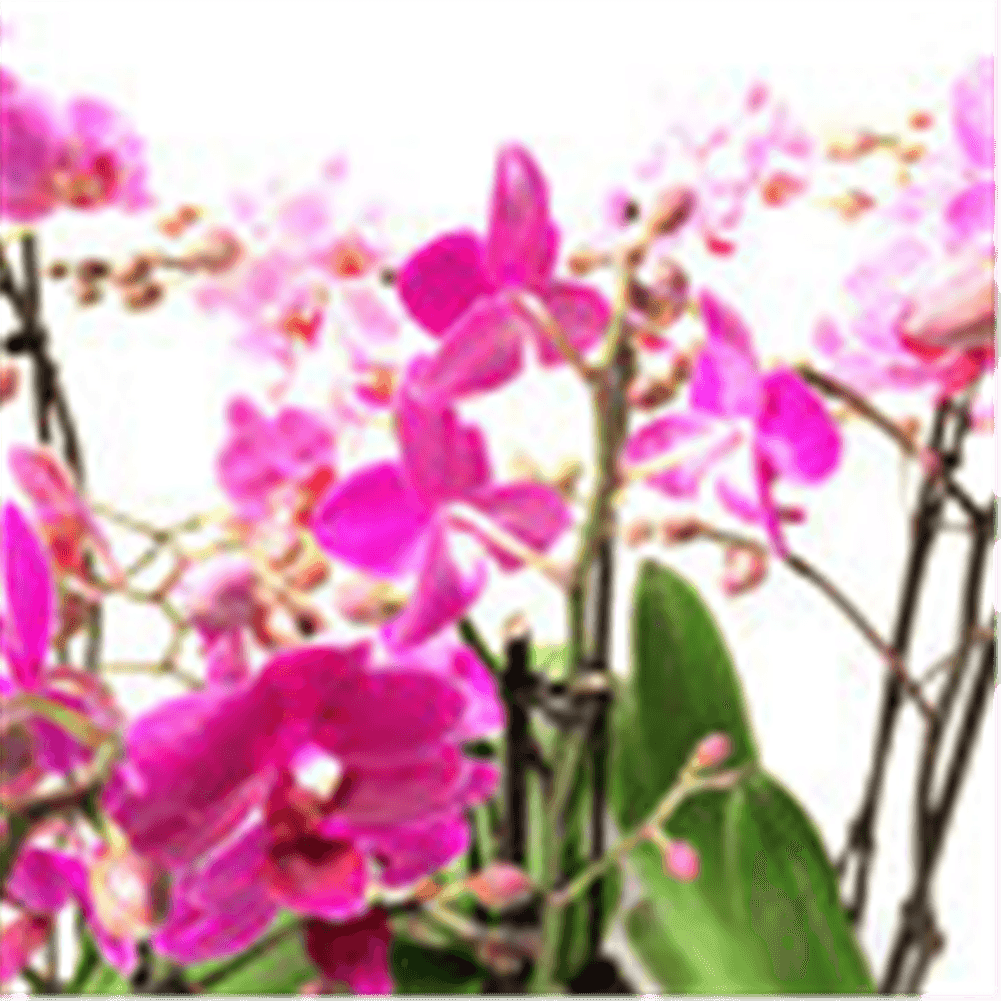 Phalaenopsis Hybride Überraschungsmix rosa - pink - lila - Gartenglueck und Bluetenkunst - DerGartenMarkt.de - Pflanzen > Zimmerpflanzen > Orchideen - DerGartenmarkt.de shop.dergartenmarkt.de