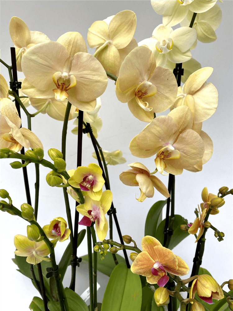 Phalaenopsis Hybride Überraschungsorchidee gelb und ähnliche - Gartenglueck und Bluetenkunst - DerGartenMarkt.de - Pflanzen > Zimmerpflanzen > Orchideen - DerGartenmarkt.de shop.dergartenmarkt.de