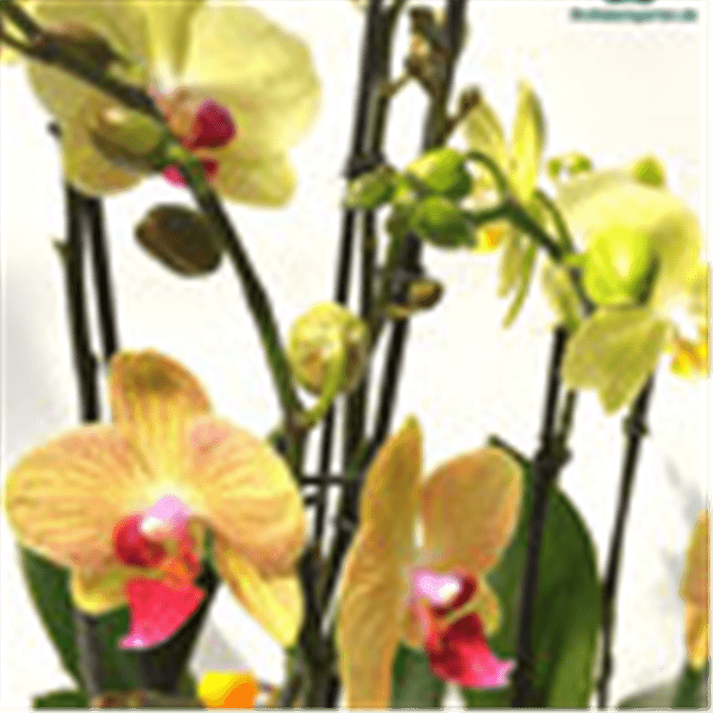 Phalaenopsis Hybride Überraschungsorchidee gelb und ähnliche - Gartenglueck und Bluetenkunst - DerGartenMarkt.de - Pflanzen > Zimmerpflanzen > Orchideen - DerGartenmarkt.de shop.dergartenmarkt.de