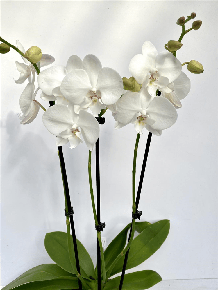 Phalaenopsis Hybride weiß MIX - Gartenglueck und Bluetenkunst - DerGartenMarkt.de - Pflanzen > Zimmerpflanzen > Orchideen - DerGartenmarkt.de shop.dergartenmarkt.de