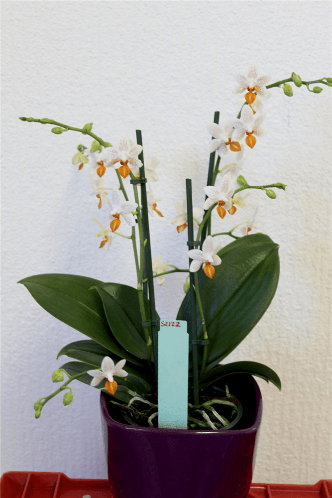 Phalaenopsis Mini Mark - Gartenglueck und Bluetenkunst - DerGartenMarkt.de - Pflanzen > Zimmerpflanzen > Orchideen - DerGartenmarkt.de shop.dergartenmarkt.de