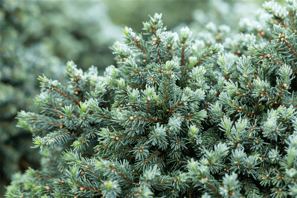 Picea glauca 'Echiniformis' - Gartenglueck und Bluetenkunst - DerGartenMarkt.de - Pflanzen > Gartenpflanzen > Koniferen - DerGartenmarkt.de shop.dergartenmarkt.de