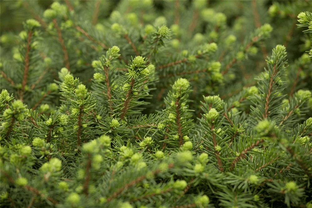 Picea omorika 'Karel' - Gartenglueck und Bluetenkunst - DerGartenMarkt.de - Pflanzen > Gartenpflanzen > Koniferen - DerGartenmarkt.de shop.dergartenmarkt.de