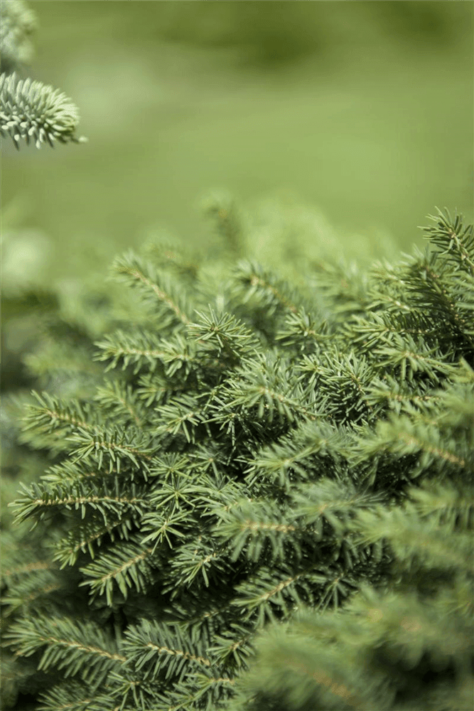 Picea omorika 'Karel' - Gartenglueck und Bluetenkunst - DerGartenMarkt.de - Pflanzen > Gartenpflanzen > Koniferen - DerGartenmarkt.de shop.dergartenmarkt.de