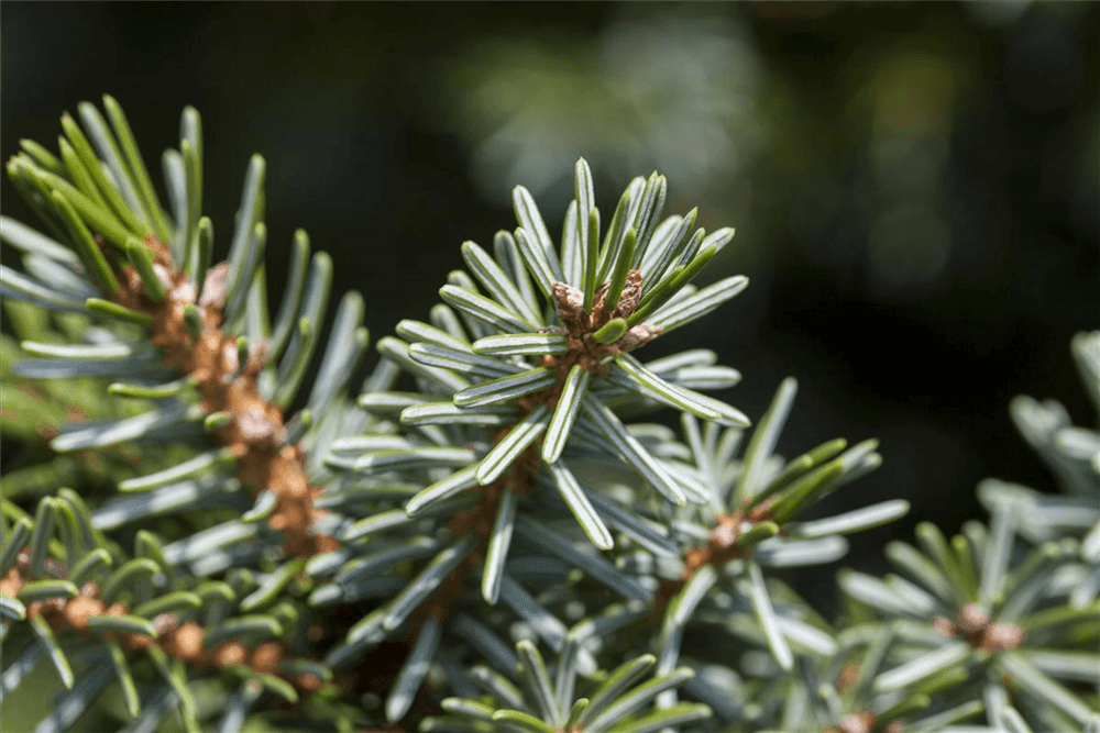 Picea omorika 'Nana' - Gartenglueck und Bluetenkunst - DerGartenMarkt.de - Pflanzen > Gartenpflanzen > Koniferen - DerGartenmarkt.de shop.dergartenmarkt.de