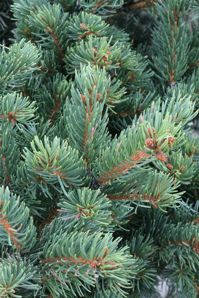 Picea pungens 'Lucky Strike' - Gartenglueck und Bluetenkunst - DerGartenMarkt.de - Pflanzen > Gartenpflanzen > Koniferen - DerGartenmarkt.de shop.dergartenmarkt.de
