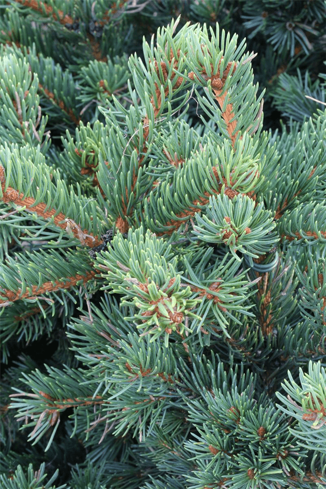 Picea pungens 'Lucky Strike' - Gartenglueck und Bluetenkunst - DerGartenMarkt.de - Pflanzen > Gartenpflanzen > Koniferen - DerGartenmarkt.de shop.dergartenmarkt.de