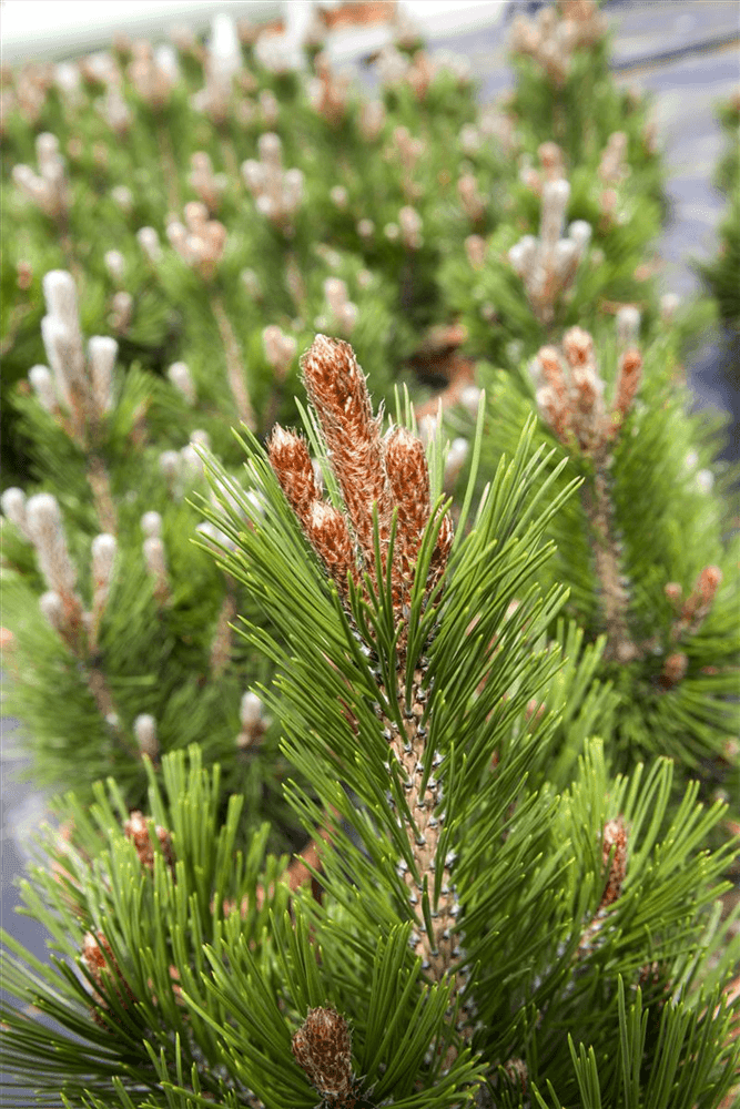 Pinus heldreichii 'Little Dracula' - Gartenglueck und Bluetenkunst - DerGartenMarkt.de - Pflanzen > Gartenpflanzen > Koniferen - DerGartenmarkt.de shop.dergartenmarkt.de