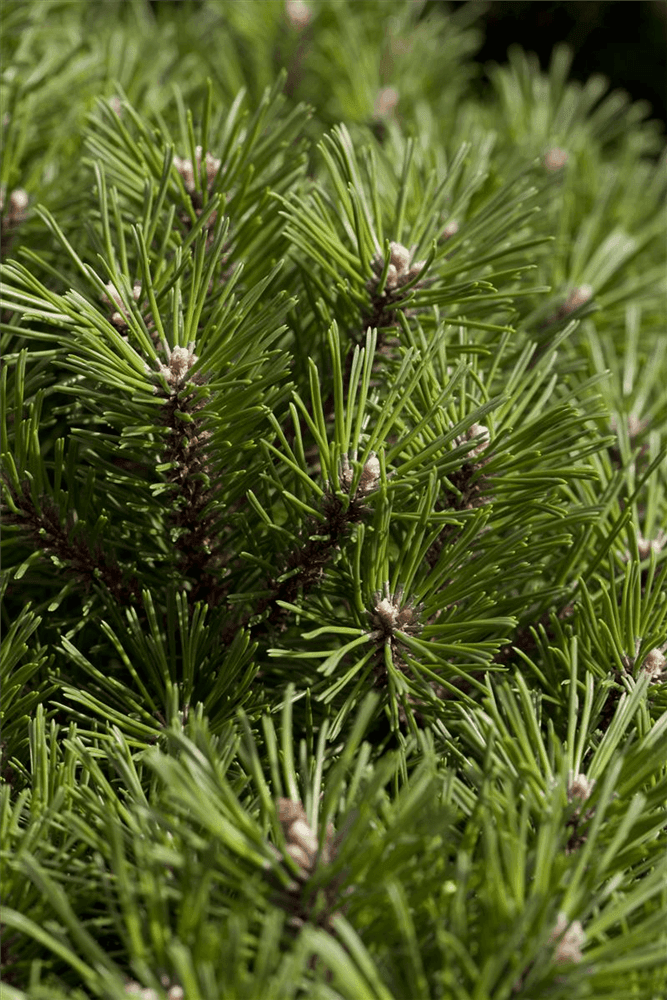 Pinus mugo 'Benjamin' - Gartenglueck und Bluetenkunst - DerGartenMarkt.de - Pflanzen > Gartenpflanzen > Koniferen - DerGartenmarkt.de shop.dergartenmarkt.de