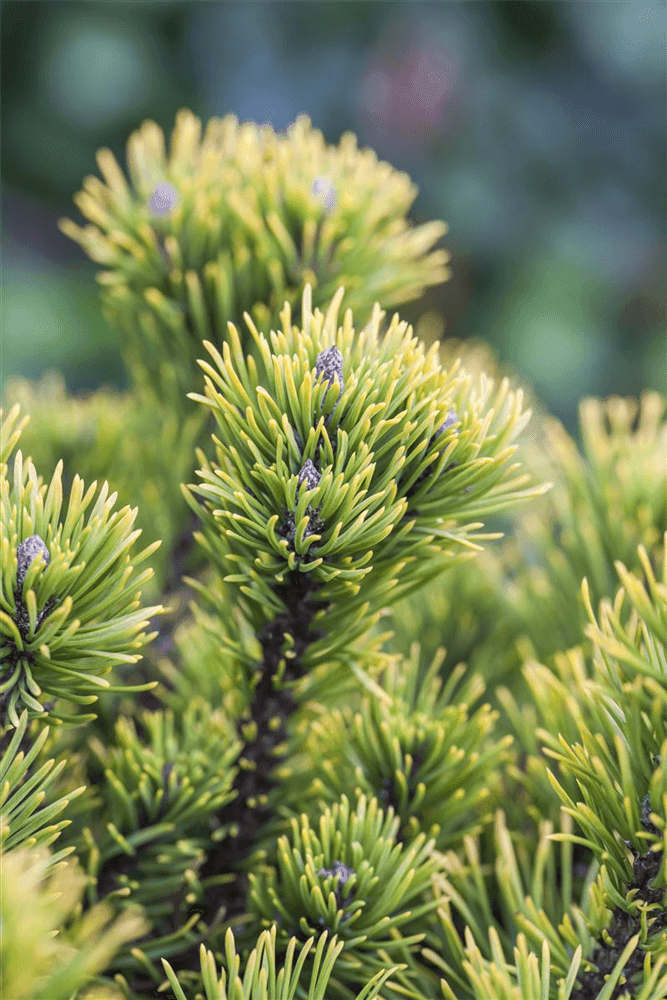 Pinus mugo 'Carsten's Wintergold' - Gartenglueck und Bluetenkunst - DerGartenMarkt.de - Pflanzen > Gartenpflanzen > Koniferen - DerGartenmarkt.de shop.dergartenmarkt.de