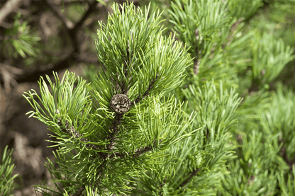 Pinus mugo 'Carsten's Wintergold' - Gartenglueck und Bluetenkunst - DerGartenMarkt.de - Pflanzen > Gartenpflanzen > Koniferen - DerGartenmarkt.de shop.dergartenmarkt.de
