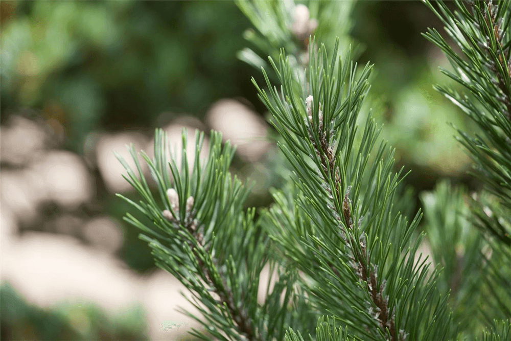 Pinus mugo 'Gnom' - Gartenglueck und Bluetenkunst - DerGartenMarkt.de - Pflanzen > Gartenpflanzen > Koniferen - DerGartenmarkt.de shop.dergartenmarkt.de