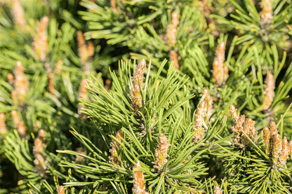 Pinus mugo 'Humpy' - Gartenglueck und Bluetenkunst - DerGartenMarkt.de - Pflanzen > Gartenpflanzen > Koniferen - DerGartenmarkt.de shop.dergartenmarkt.de
