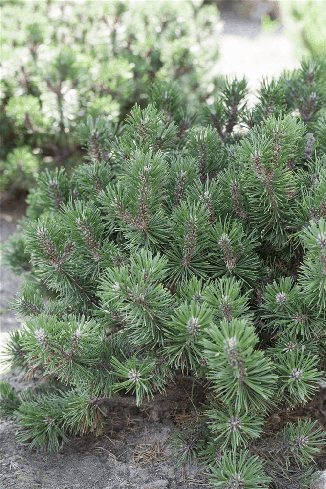 Pinus mugo 'Humpy' - Gartenglueck und Bluetenkunst - DerGartenMarkt.de - Pflanzen > Gartenpflanzen > Koniferen - DerGartenmarkt.de shop.dergartenmarkt.de