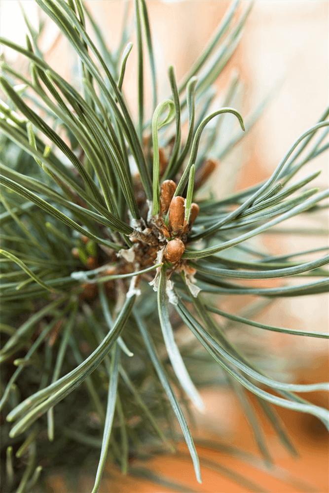 Pinus mugo 'Klostergrün' - Gartenglueck und Bluetenkunst - DerGartenMarkt.de - Pflanzen > Gartenpflanzen > Koniferen - DerGartenmarkt.de shop.dergartenmarkt.de