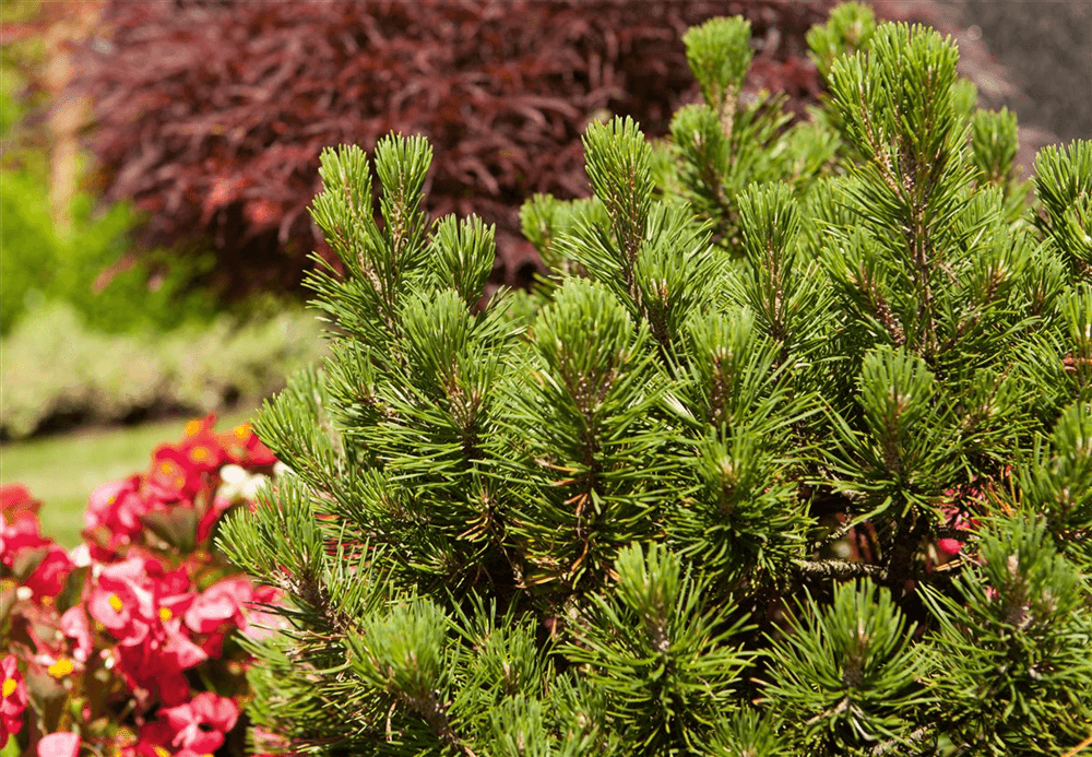 Pinus mugo 'Mops' - Gartenglueck und Bluetenkunst - DerGartenMarkt.de - Pflanzen > Gartenpflanzen > Koniferen - DerGartenmarkt.de shop.dergartenmarkt.de