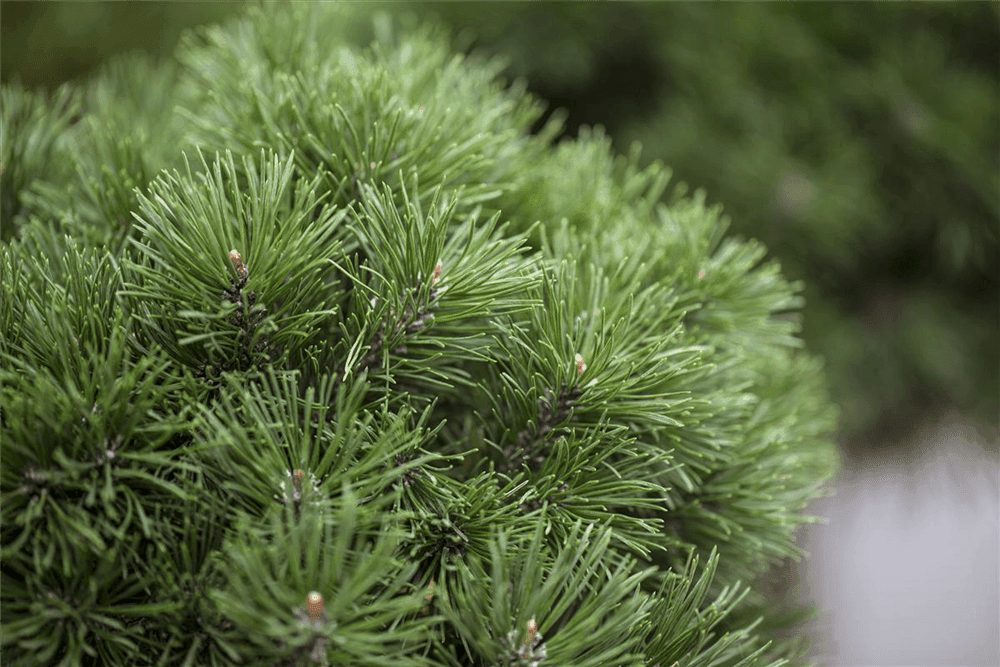Pinus mugo 'Mops' - Gartenglueck und Bluetenkunst - DerGartenMarkt.de - Pflanzen > Gartenpflanzen > Koniferen - DerGartenmarkt.de shop.dergartenmarkt.de
