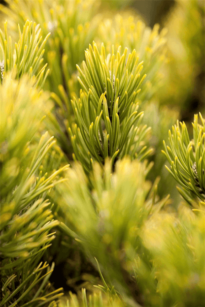 Pinus mugo 'Ophir' - Gartenglueck und Bluetenkunst - DerGartenMarkt.de - Pflanzen > Gartenpflanzen > Koniferen - DerGartenmarkt.de shop.dergartenmarkt.de