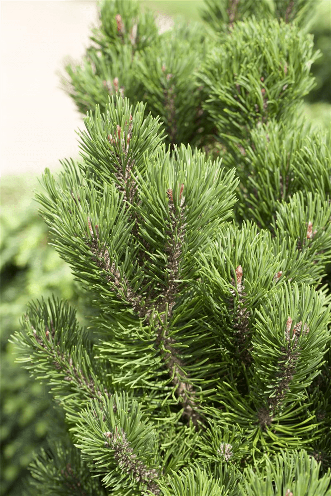Pinus mugo 'Picobello' - Gartenglueck und Bluetenkunst - DerGartenMarkt.de - Pflanzen > Gartenpflanzen > Koniferen - DerGartenmarkt.de shop.dergartenmarkt.de