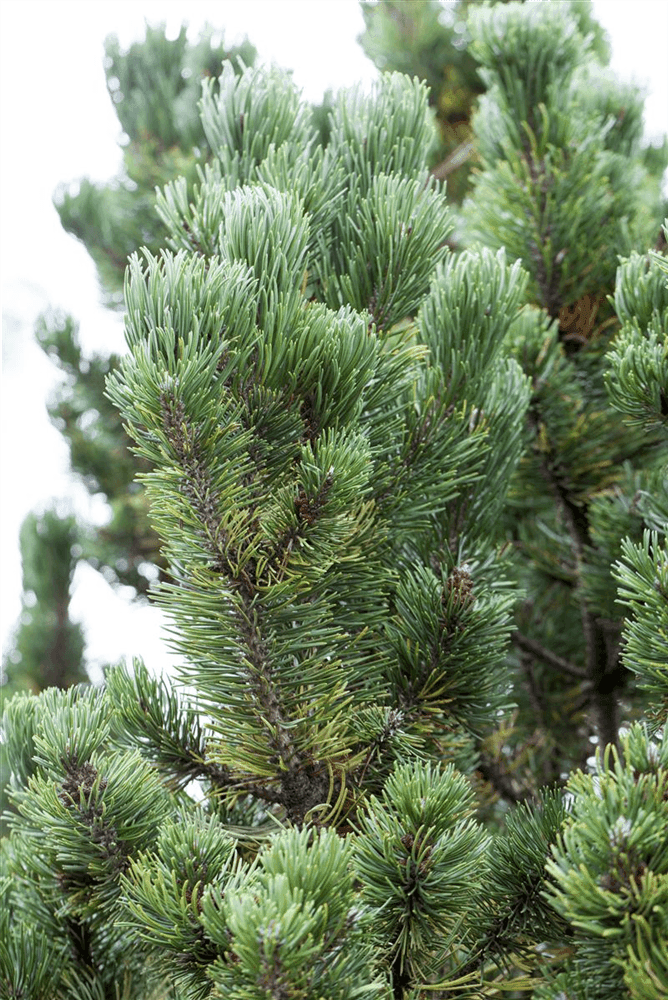 Pinus mugo 'Picobello' - Gartenglueck und Bluetenkunst - DerGartenMarkt.de - Pflanzen > Gartenpflanzen > Koniferen - DerGartenmarkt.de shop.dergartenmarkt.de