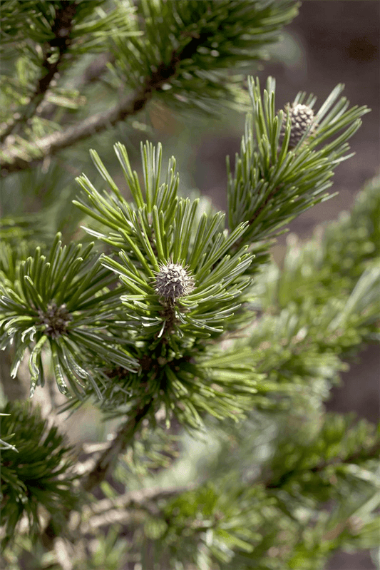 Pinus mugo 'Sherwood Compact' - Gartenglueck und Bluetenkunst - DerGartenMarkt.de - Pflanzen > Gartenpflanzen > Koniferen - DerGartenmarkt.de shop.dergartenmarkt.de