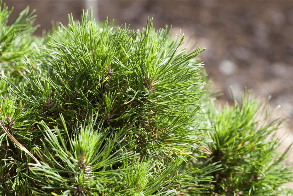 Pinus mugo 'Varella' - Gartenglueck und Bluetenkunst - DerGartenMarkt.de - Pflanzen > Gartenpflanzen > Koniferen - DerGartenmarkt.de shop.dergartenmarkt.de