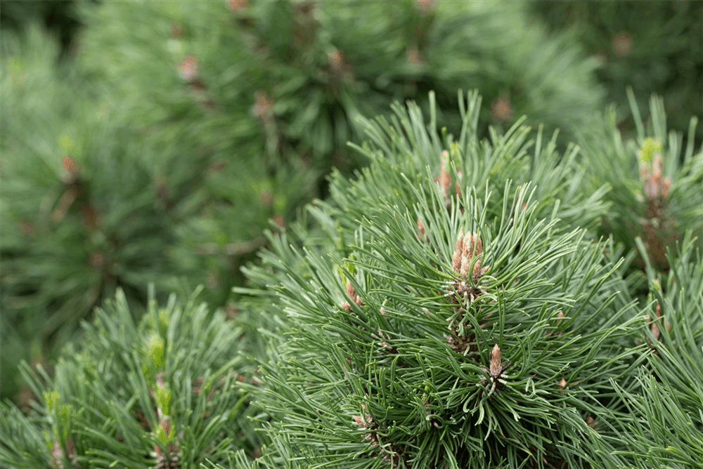 Pinus mugo 'Varella' - Gartenglueck und Bluetenkunst - DerGartenMarkt.de - Pflanzen > Gartenpflanzen > Koniferen - DerGartenmarkt.de shop.dergartenmarkt.de