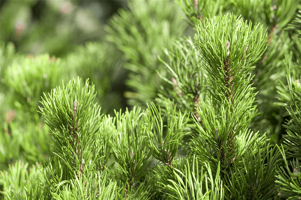 Pinus mugo 'Wintergold' - Gartenglueck und Bluetenkunst - DerGartenMarkt.de - Pflanzen > Gartenpflanzen > Koniferen - DerGartenmarkt.de shop.dergartenmarkt.de