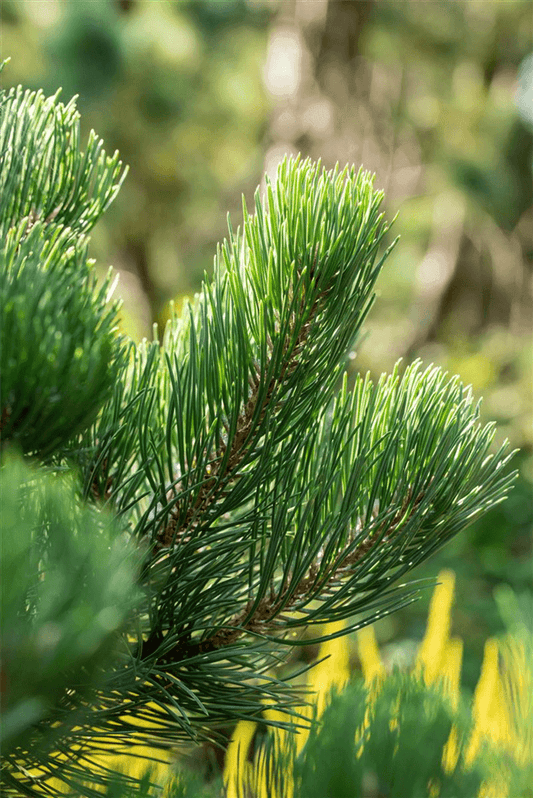 Pinus nigra 'Oregon Green' - Gartenglueck und Bluetenkunst - DerGartenMarkt.de - Pflanzen > Gartenpflanzen > Koniferen - DerGartenmarkt.de shop.dergartenmarkt.de