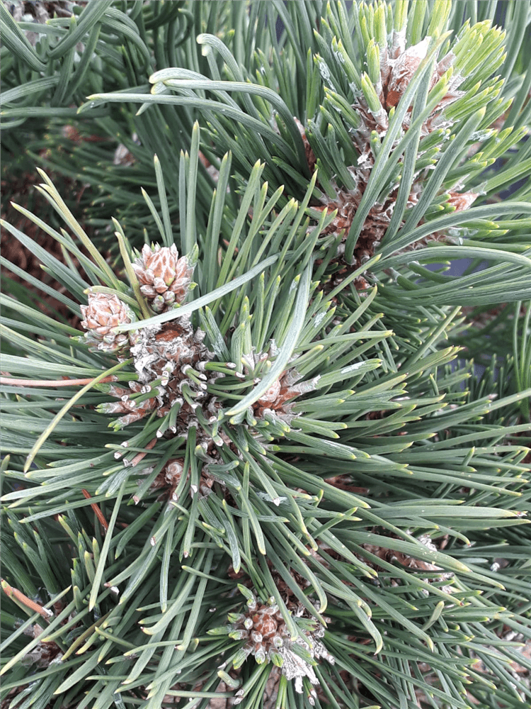 Pinus nigra 'Oregon Green' - Gartenglueck und Bluetenkunst - DerGartenMarkt.de - Pflanzen > Gartenpflanzen > Koniferen - DerGartenmarkt.de shop.dergartenmarkt.de