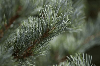 Pinus parviflora 'Negishi' - Gartenglueck und Bluetenkunst - DerGartenMarkt.de - Pflanzen > Gartenpflanzen > Koniferen - DerGartenmarkt.de shop.dergartenmarkt.de